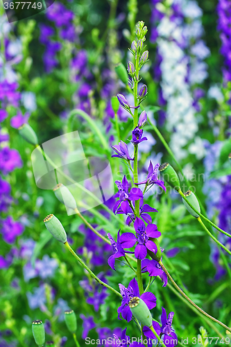 Image of Spring blooming lawn