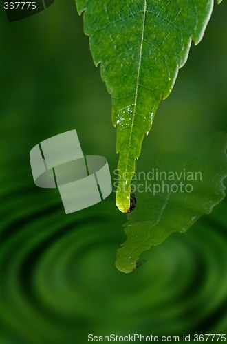 Image of water drop on leaf