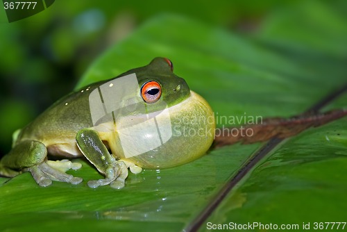 Image of all puffed up
