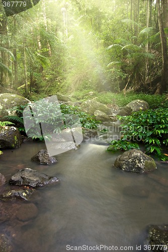 Image of rainforest stream