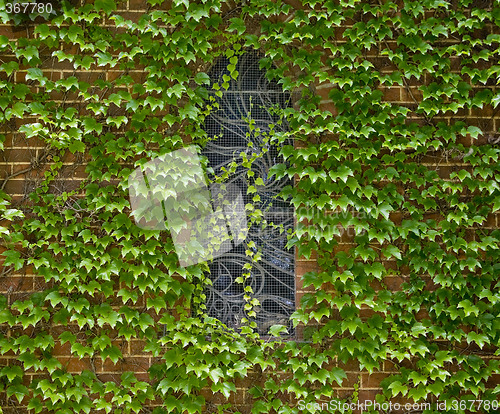 Image of covered in ivy