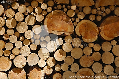 Image of Log Pile