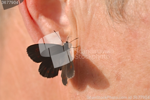 Image of Butterfly on skin