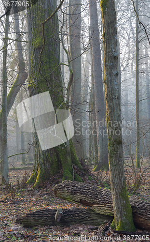 Image of Old trees in natural stand of Bialowieza Forest