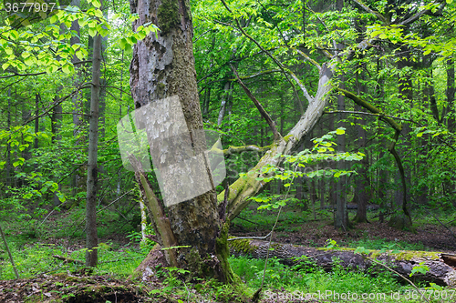 Image of Old monumental Hornbeam Tree(Carpinus betulus)