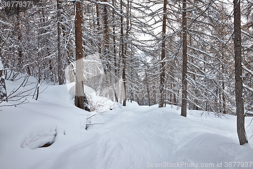 Image of Winter Path with Snow