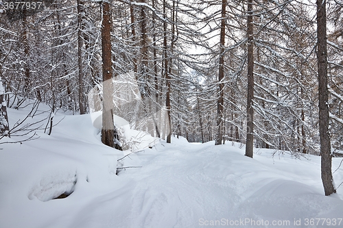 Image of Winter Path with Snow