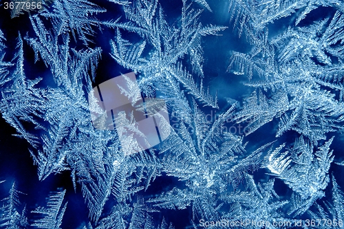 Image of Frosty