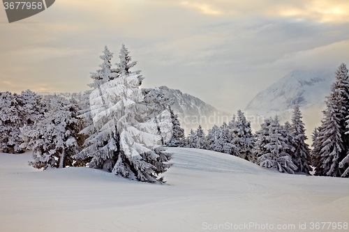 Image of Winter forest landscape