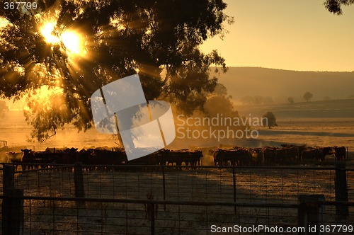 Image of morning cattle