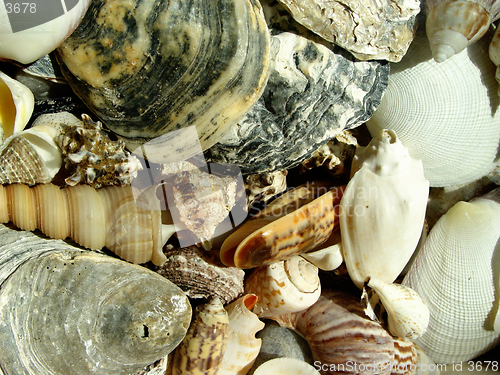 Image of shells