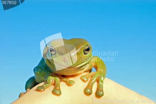 Image of  hmm tree frog