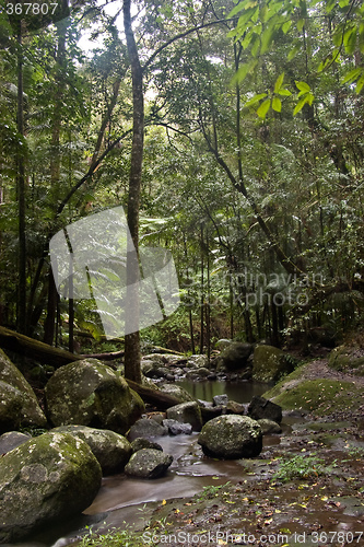 Image of rain forest