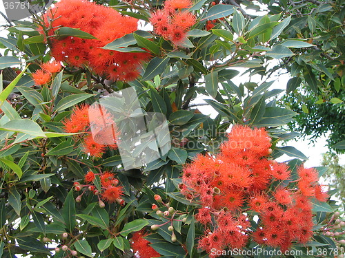 Image of flower gum tree