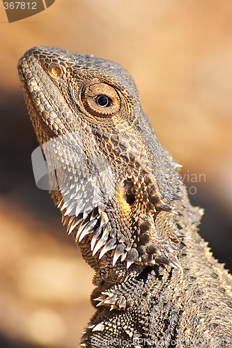 Image of lizard getting warm