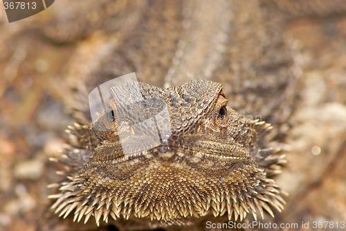 Image of lizard looking into camera