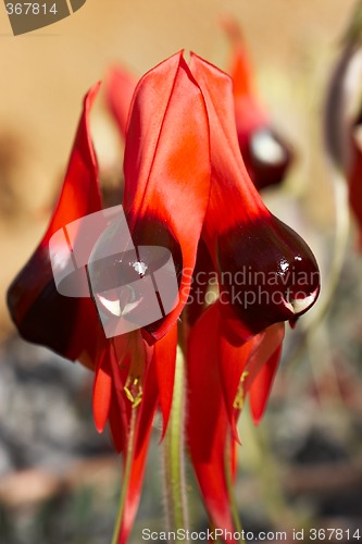 Image of sturts desert pea