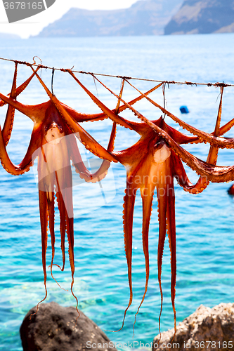 Image of octopus   drying  in the sun  and light