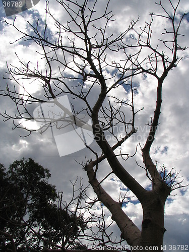 Image of tree