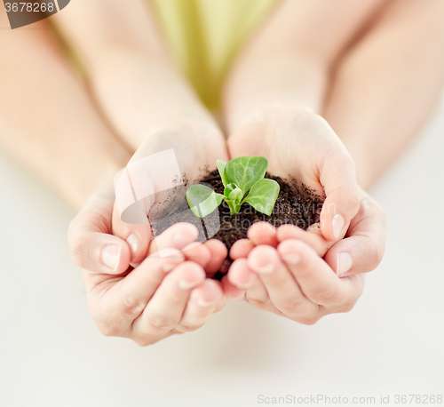 Image of close up of child and parent hands holding sprout