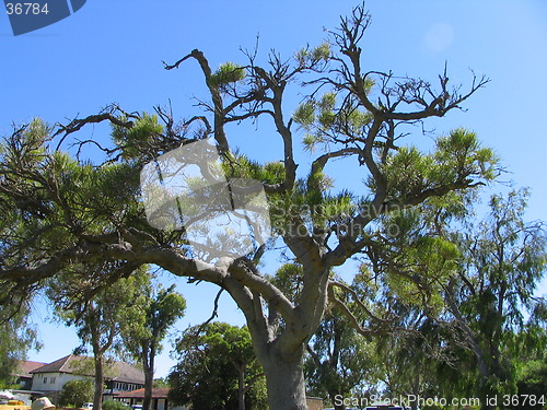 Image of tree