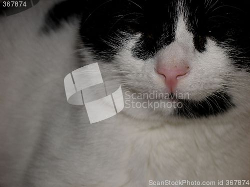 Image of cat
