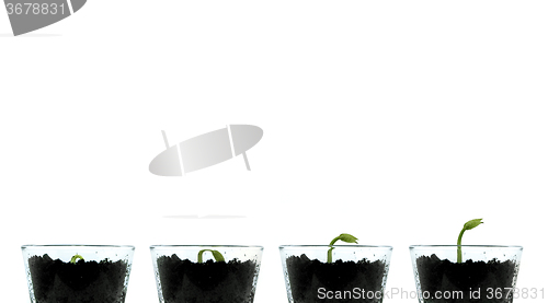 Image of Smal plants isolated against white