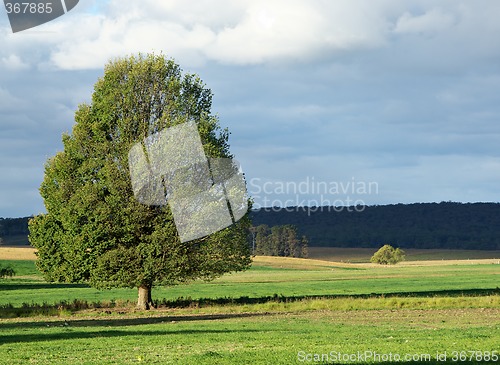 Image of landscape tree