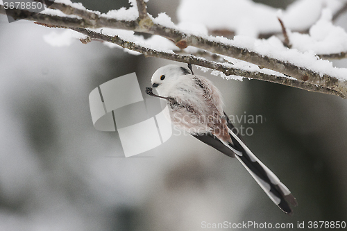 Image of long-tailed tit