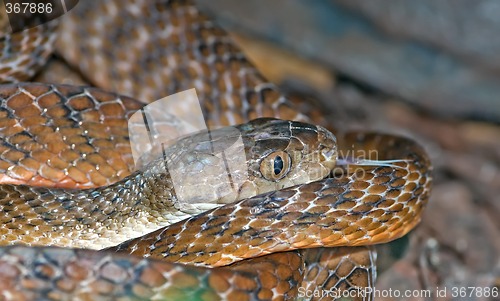 Image of tiger snake