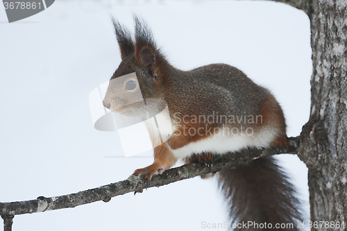 Image of red squirrel