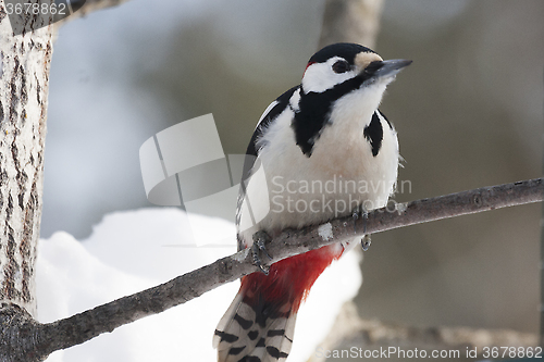 Image of woodpecker