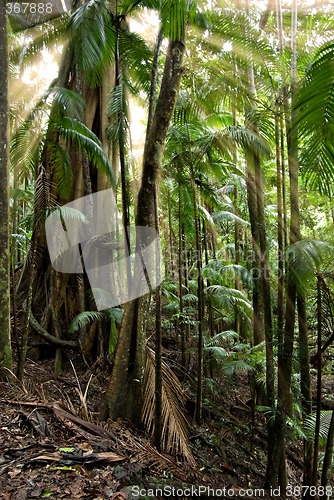 Image of forest rays