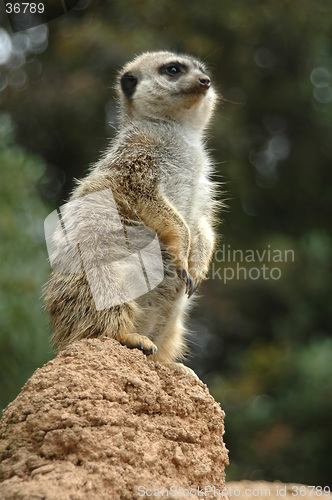 Image of Meerkat sentry