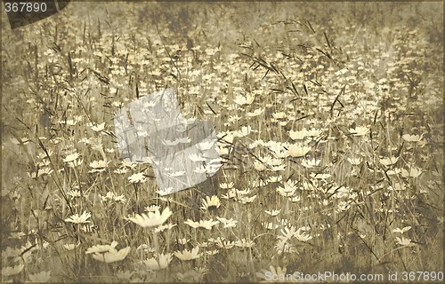 Image of grunge field of daisies