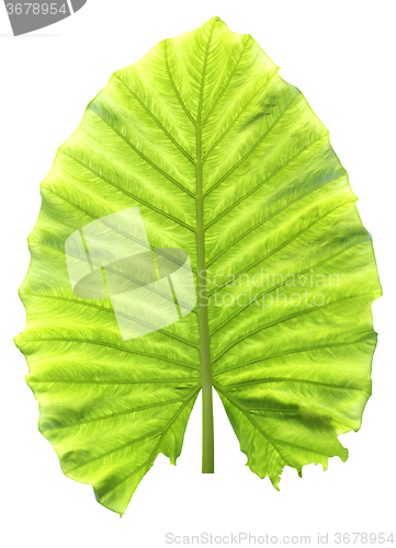Image of Big beautiful green leaf  