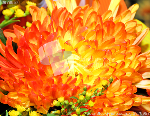 Image of Beautiful orange chrysanthemum 