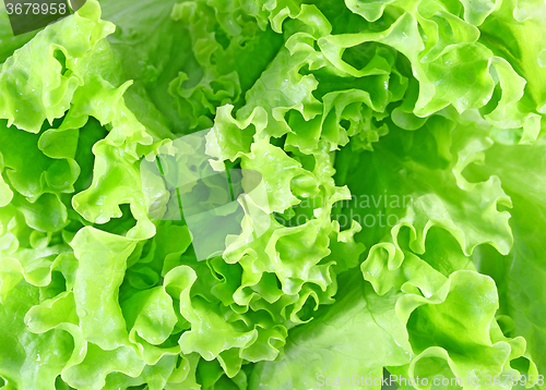 Image of delicious green salad