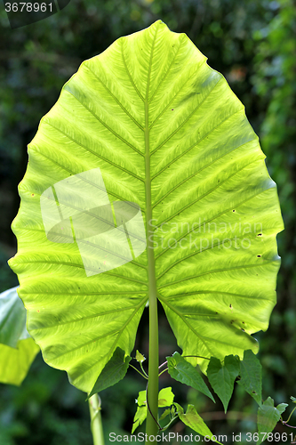 Image of Big beautiful green leaf  