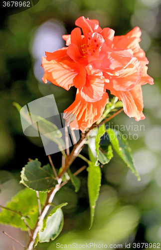 Image of Beautiful pink rose flower  