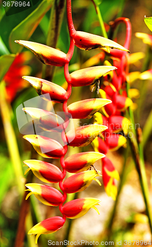 Image of Beautiful tropical flower 