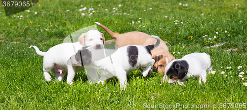 Image of Mixed-breed cute little puppies on grass.