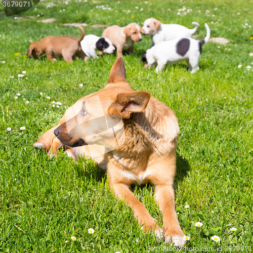 Image of Mixed-breed cute little dog family.