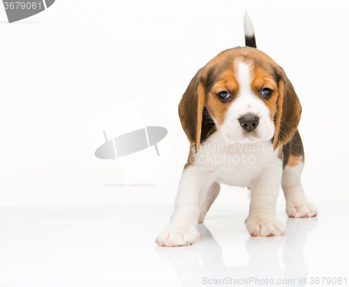 Image of Beagle puppy on white background