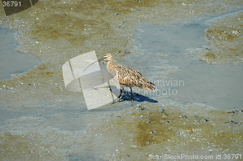 Image of Curlew