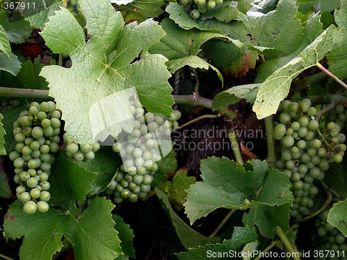 Image of grapes