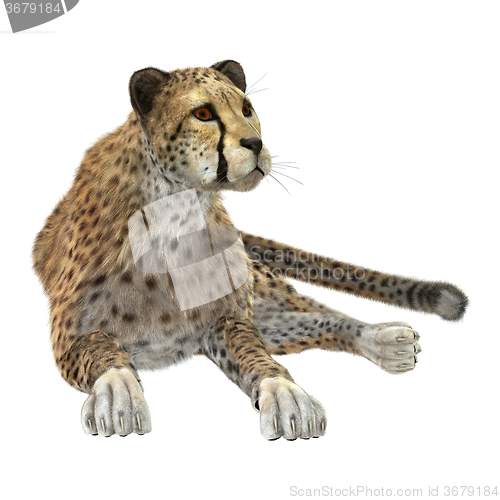 Image of Big Cat Cheetah