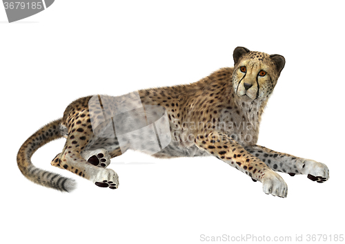 Image of Big Cat Cheetah