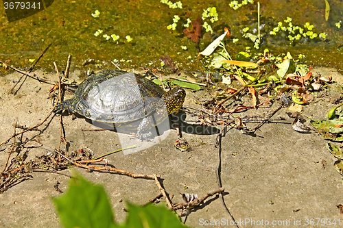 Image of Turtle on the concrete abandoned bank