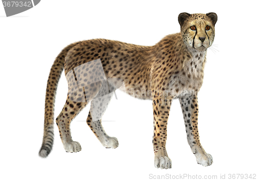 Image of Big Cat Cheetah